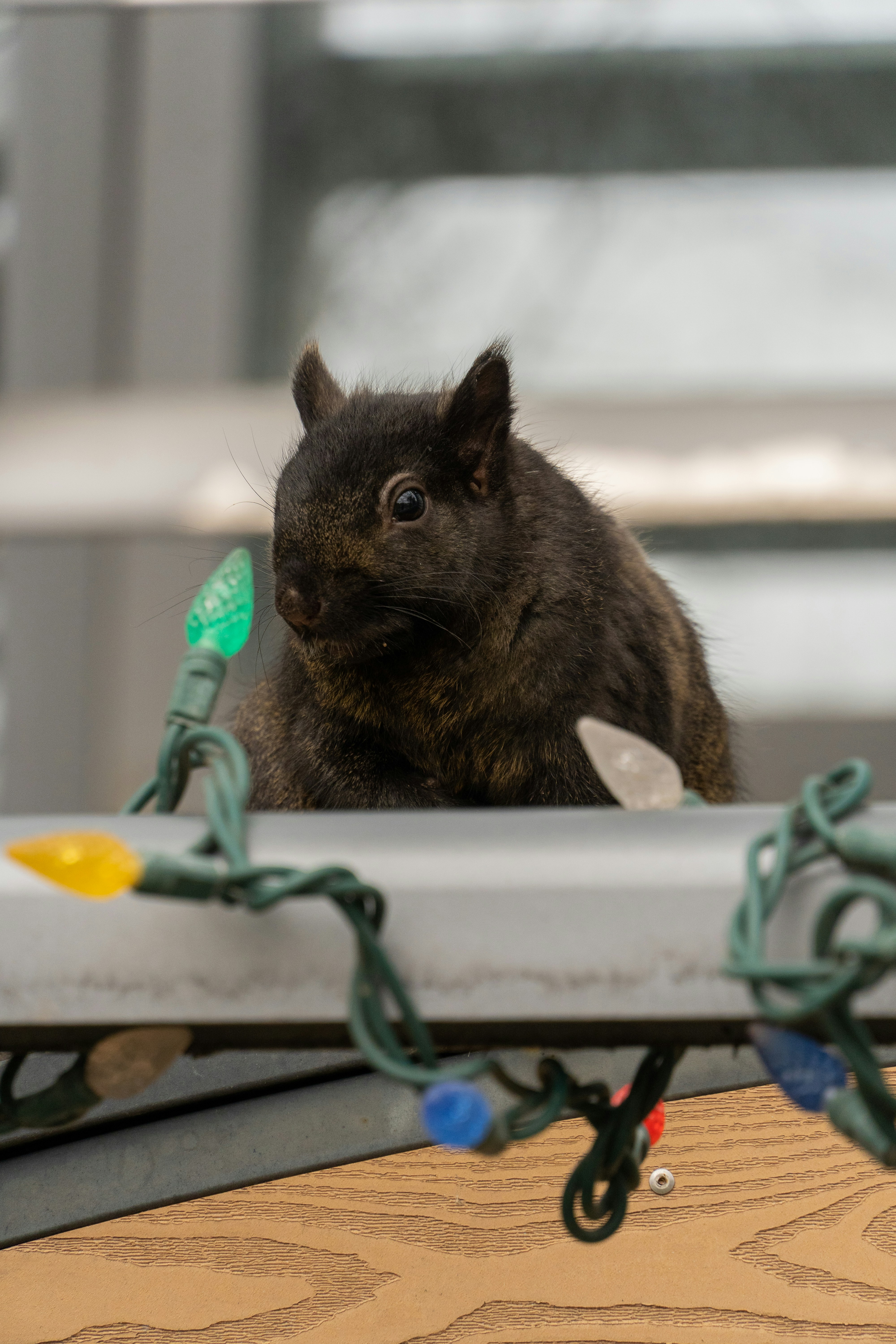 a rodent in a shopping cart