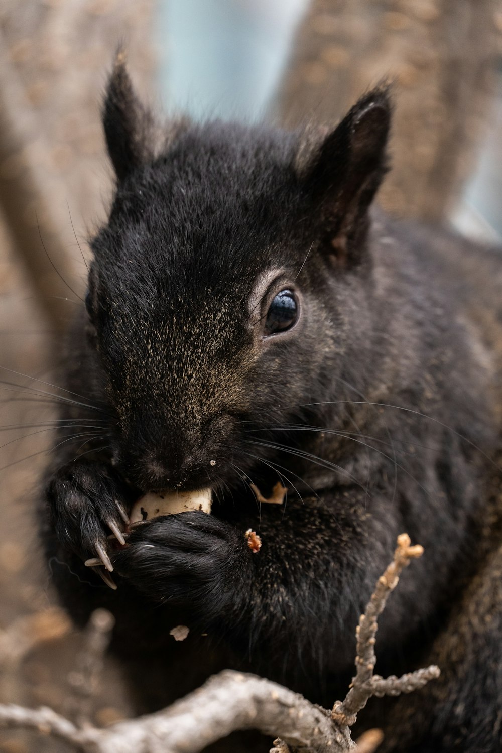 a close up of a mouse