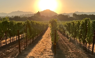 Rows of lush grapevines basking in the golden light of a late afternoon in San Martino di Venezze.