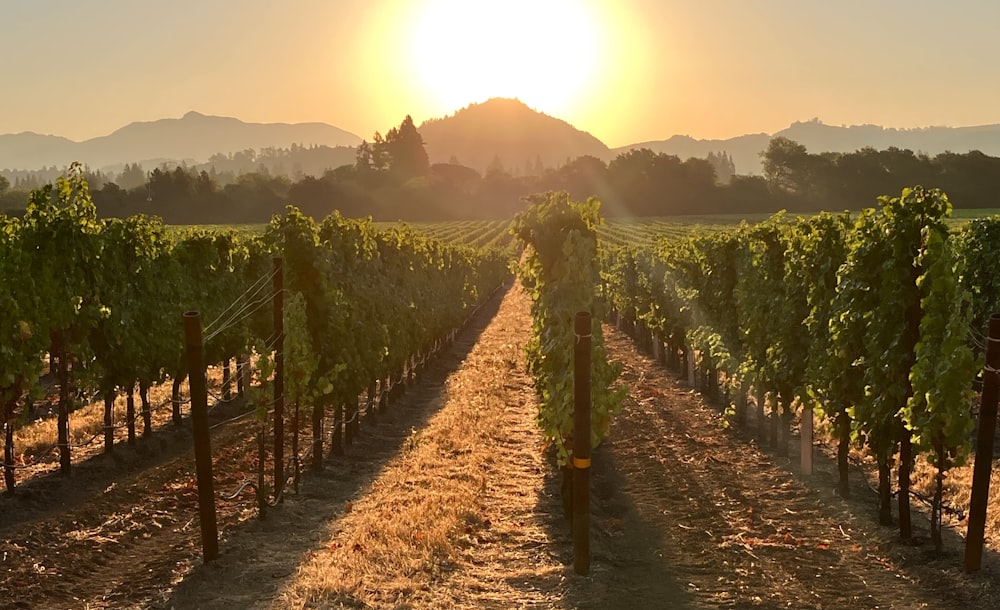 rows of green vines