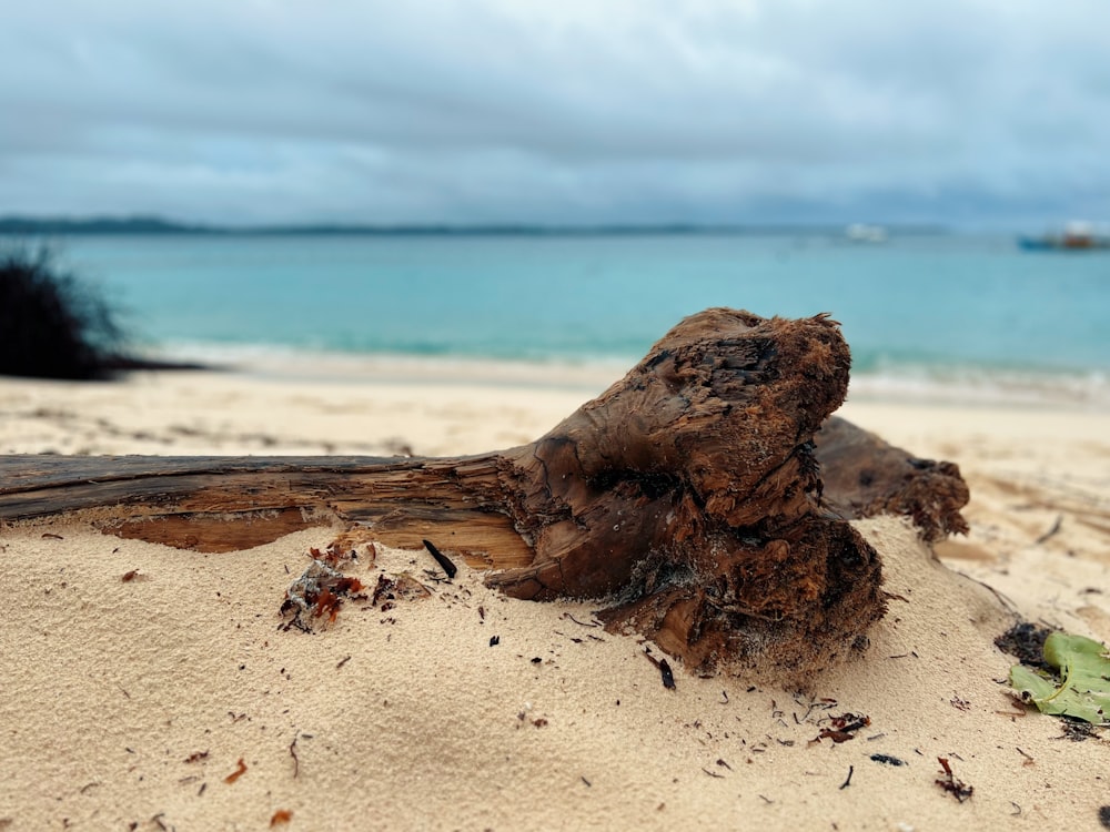 a log on a beach