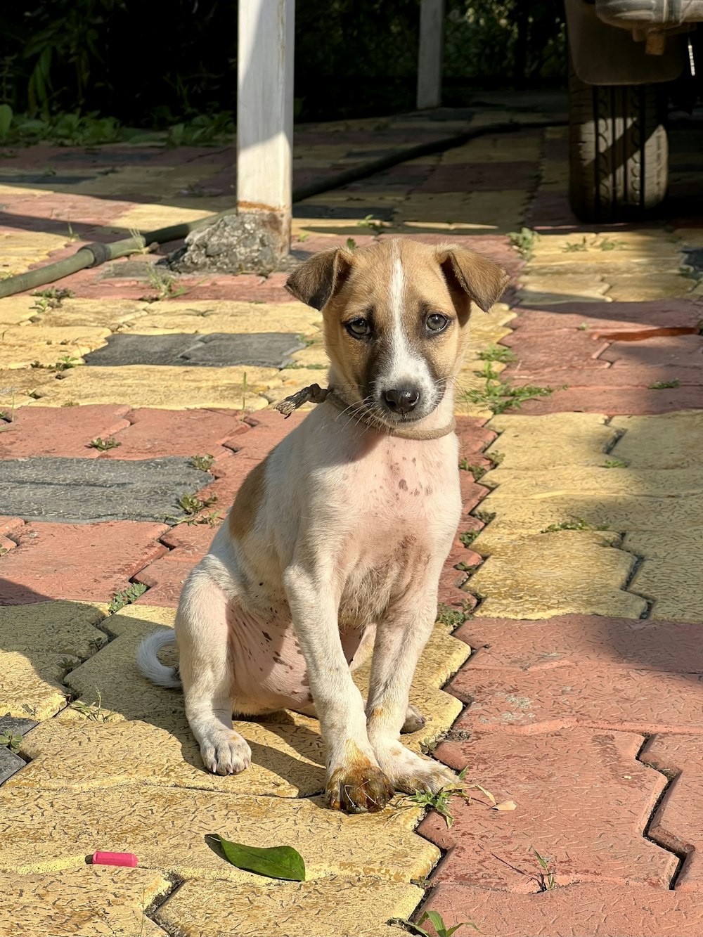 a dog sitting on a brick sidewalk
