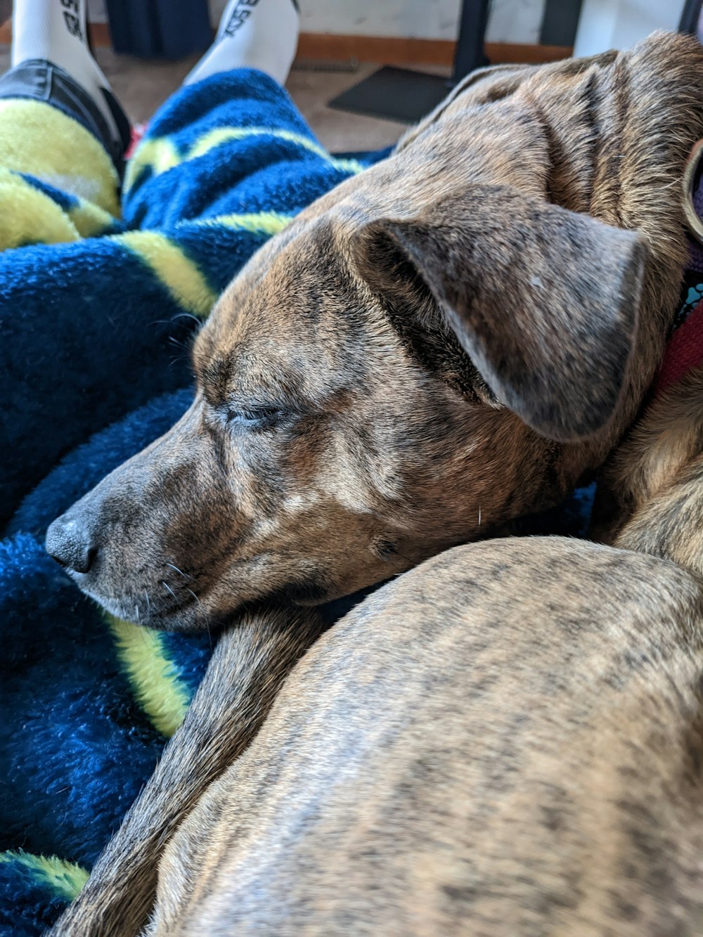 a dog lying on a blanket