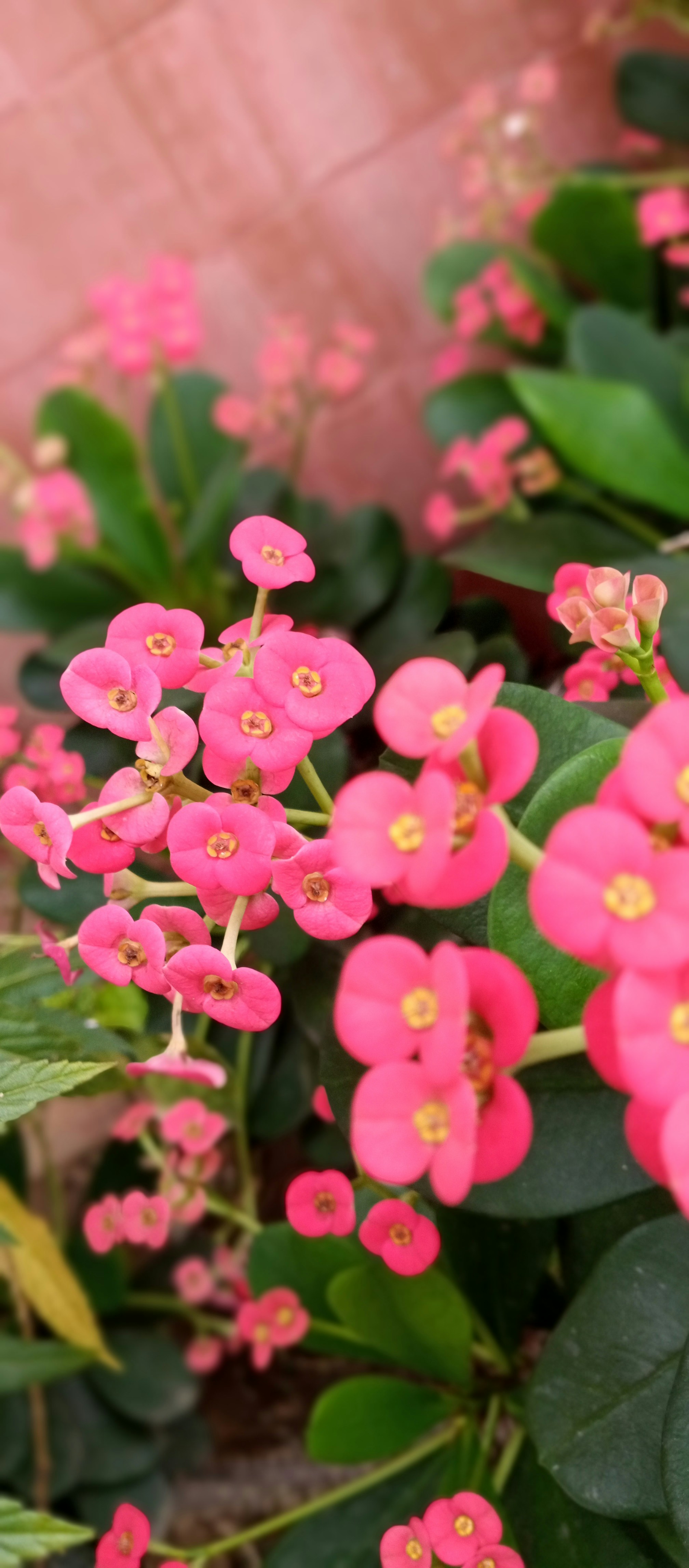 Photo by oromas_corner