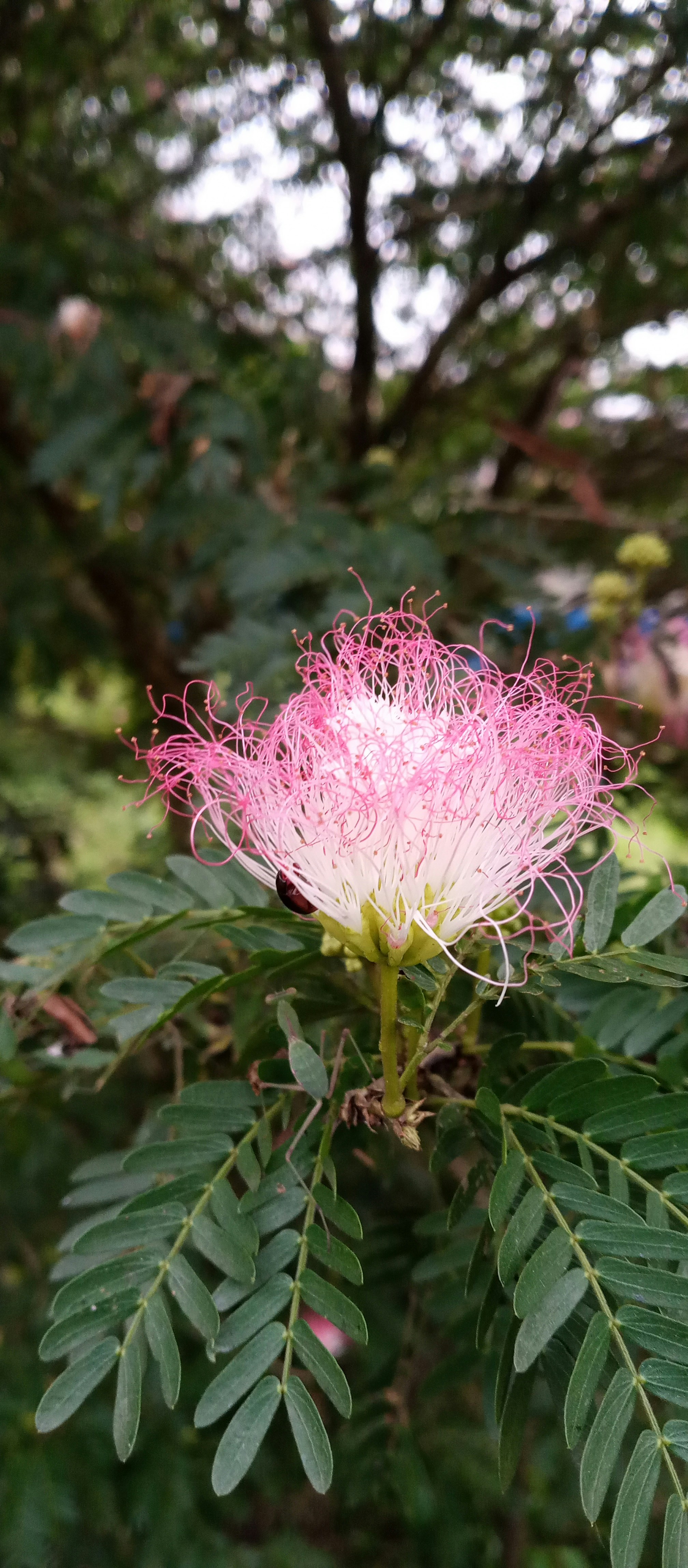 Photo by oromas_corner