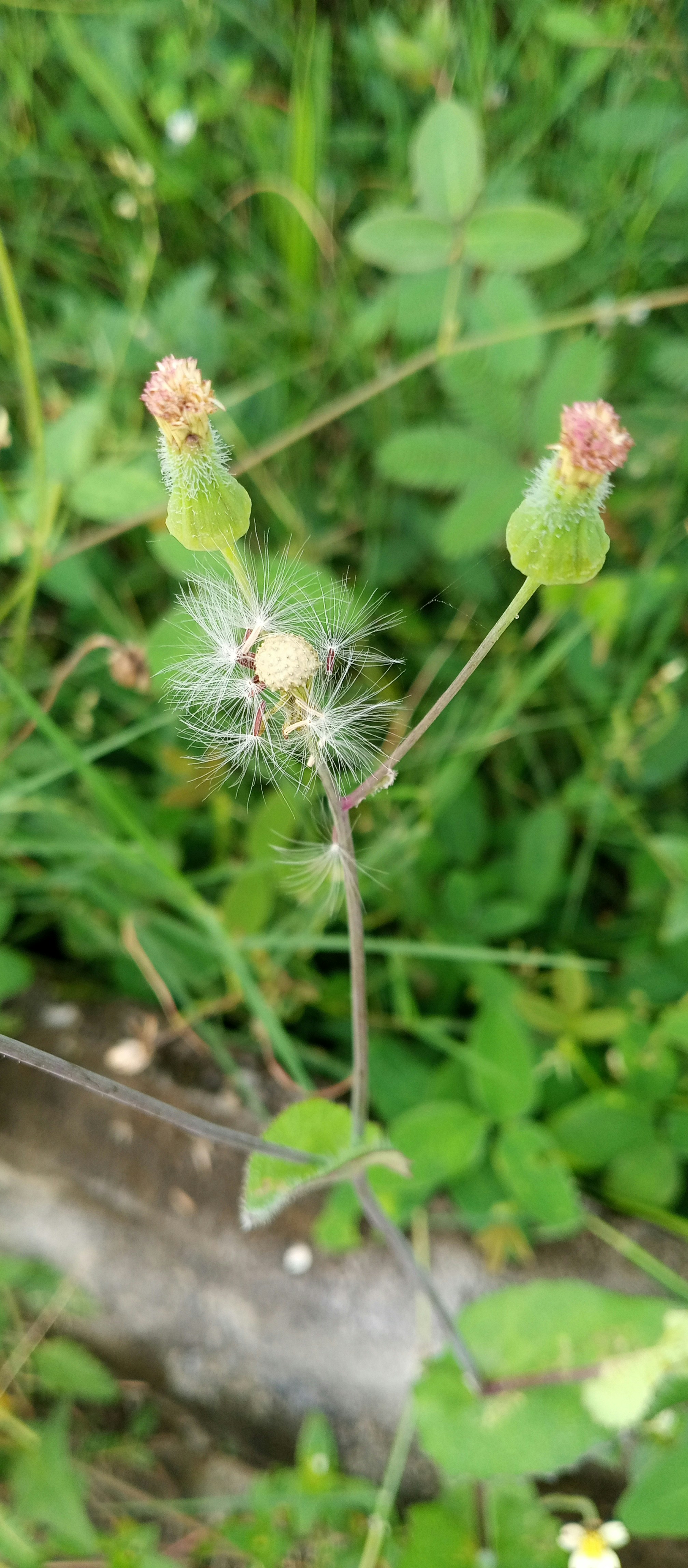 Photo by oromas_corner