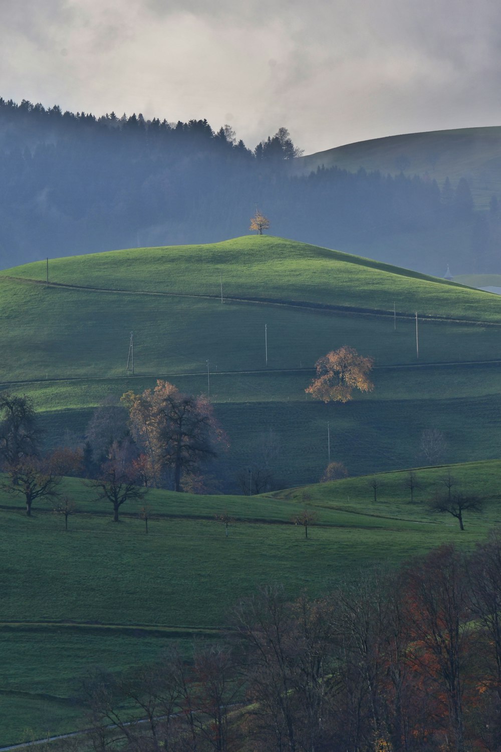 a grassy hill with trees and a foggy sky