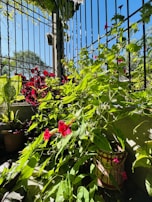 A lush garden scene featuring a variety of plants with vibrant green leaves and striking red flowers. The plants are climbing on and around a black metal fence. The background includes a clear blue sky and hints of trees, indicating a sunny day. Several clay pots are visible, suggesting a well-maintained garden area.