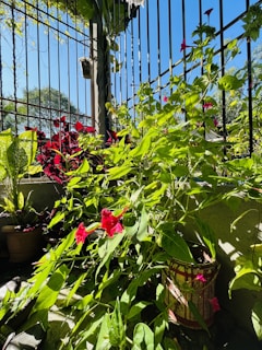 A lush garden scene featuring a variety of plants with vibrant green leaves and striking red flowers. The plants are climbing on and around a black metal fence. The background includes a clear blue sky and hints of trees, indicating a sunny day. Several clay pots are visible, suggesting a well-maintained garden area.