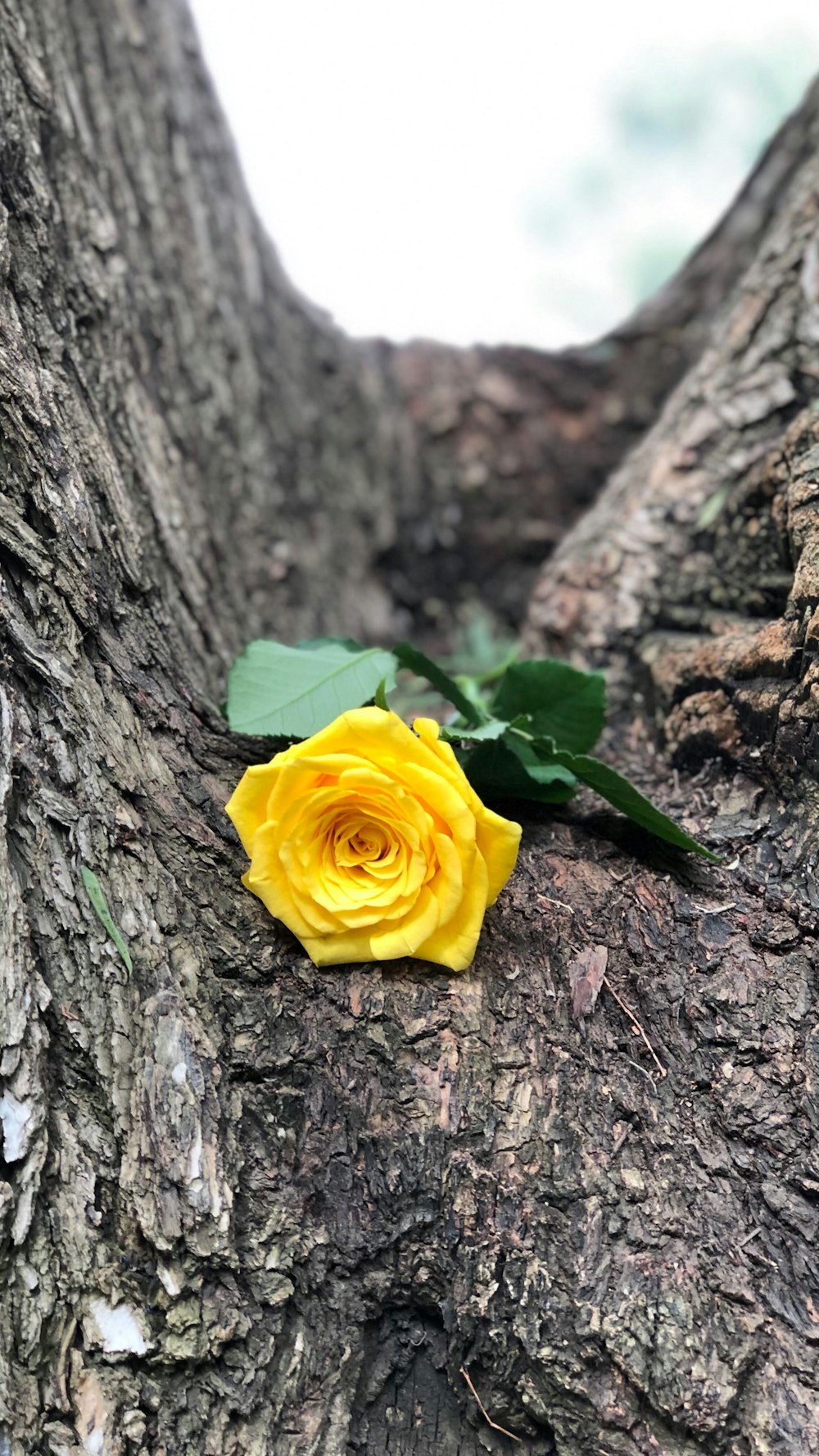 a yellow rose in a tree