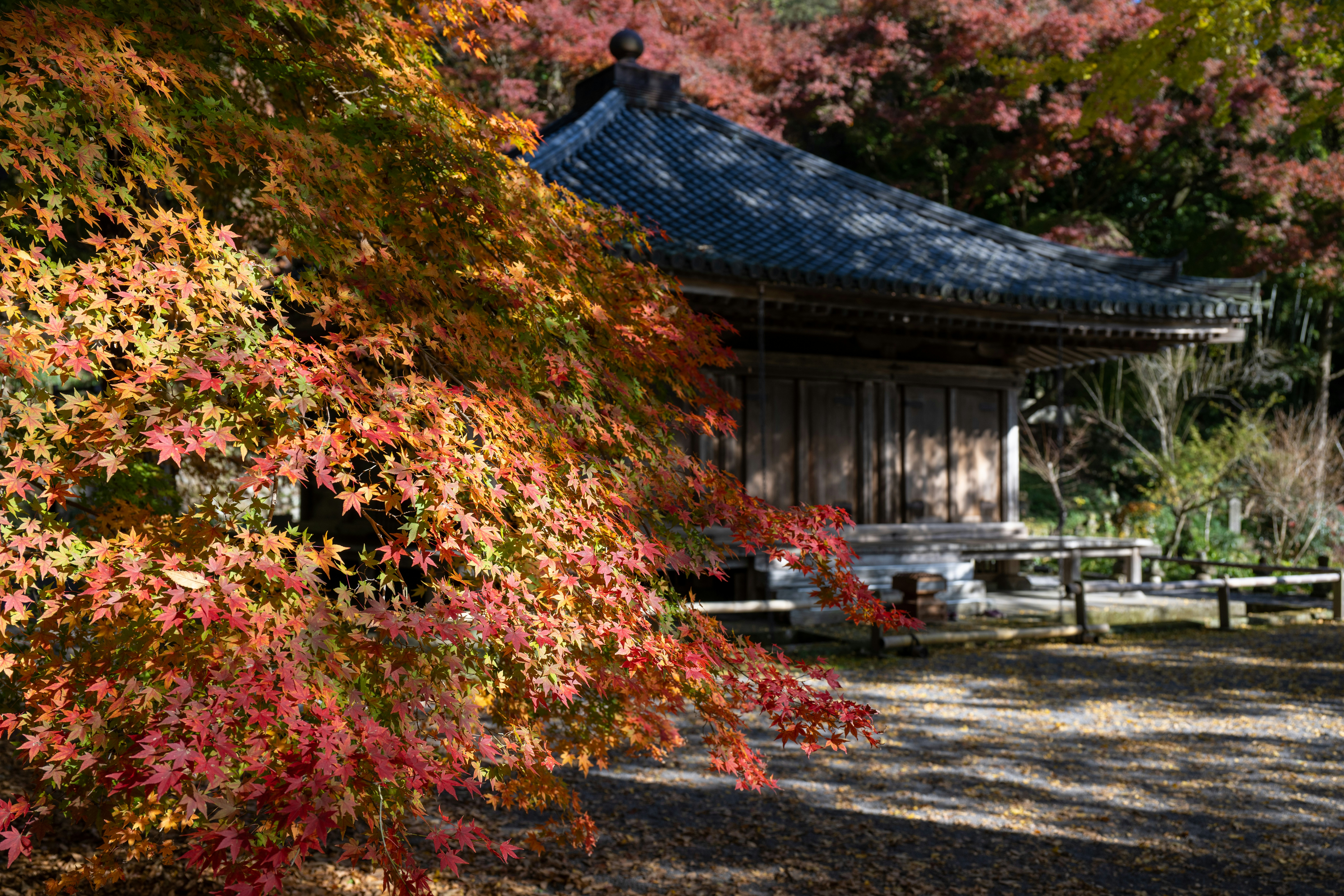 Seasonal Changes in Kyoto Garden