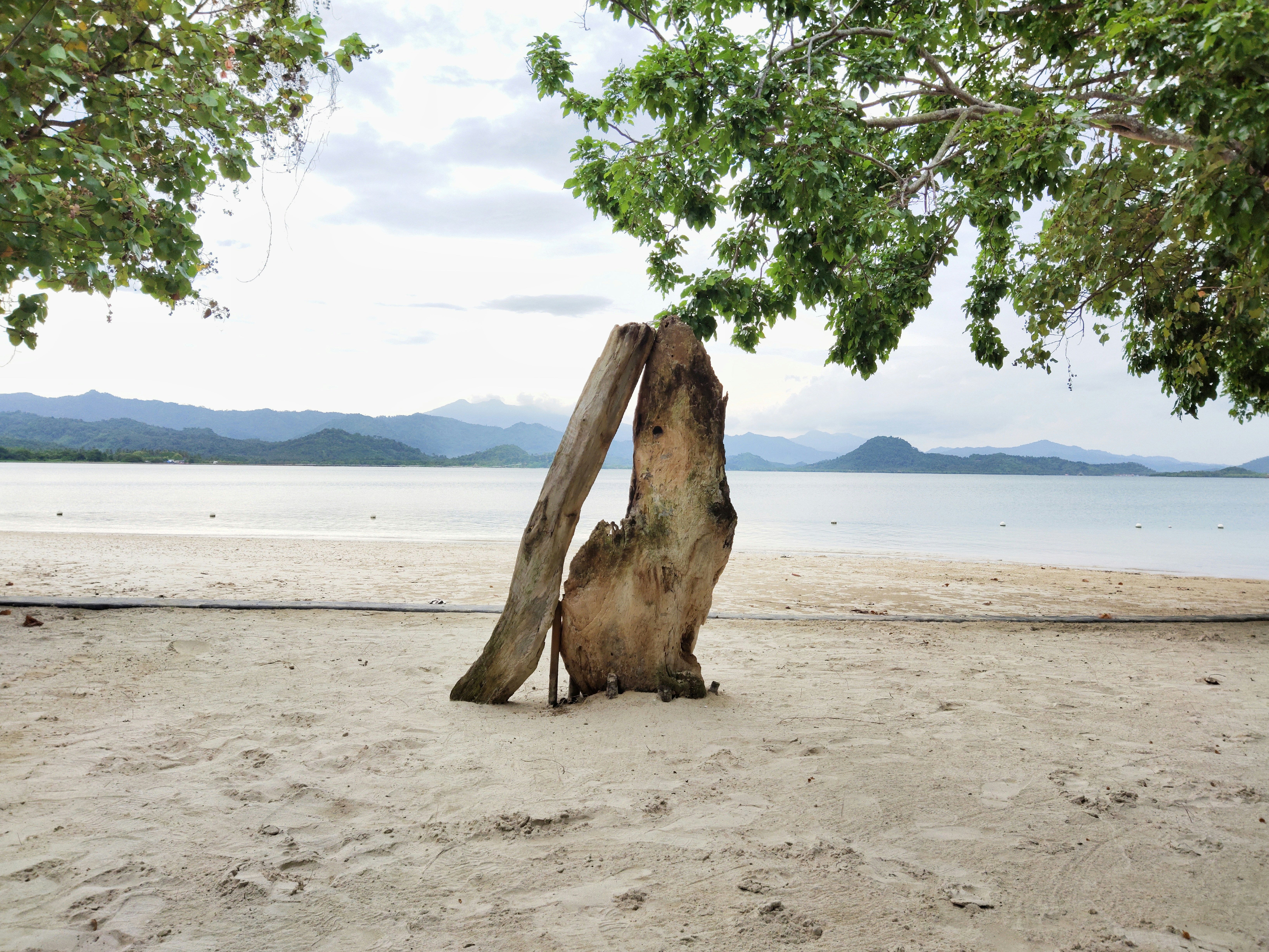 a large animal on a beach
