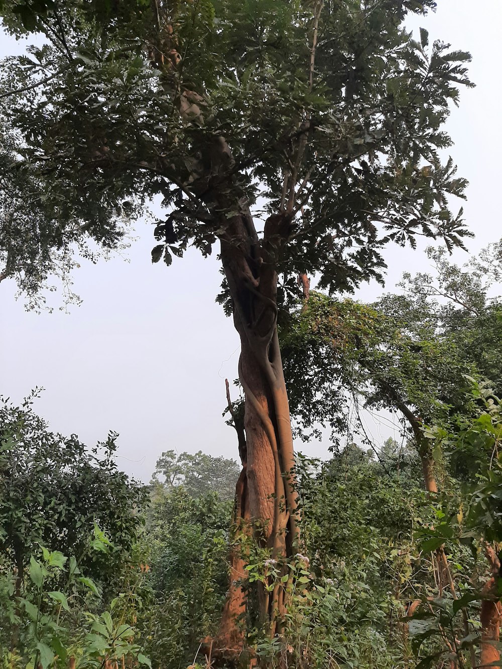 a tree with many branches