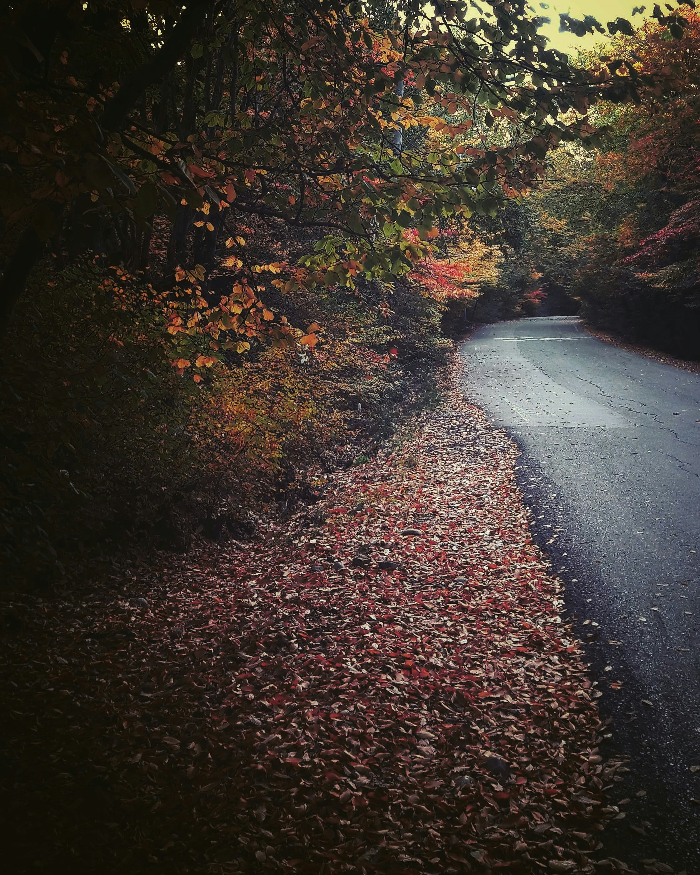 Photo by arman96