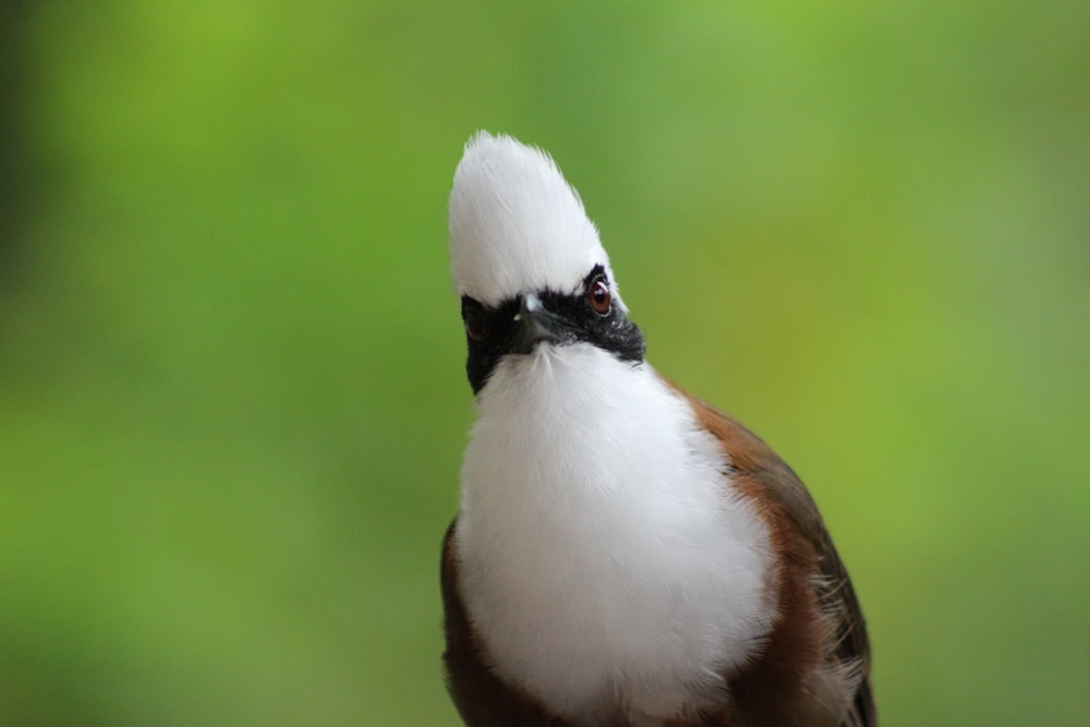 a bird with a white head