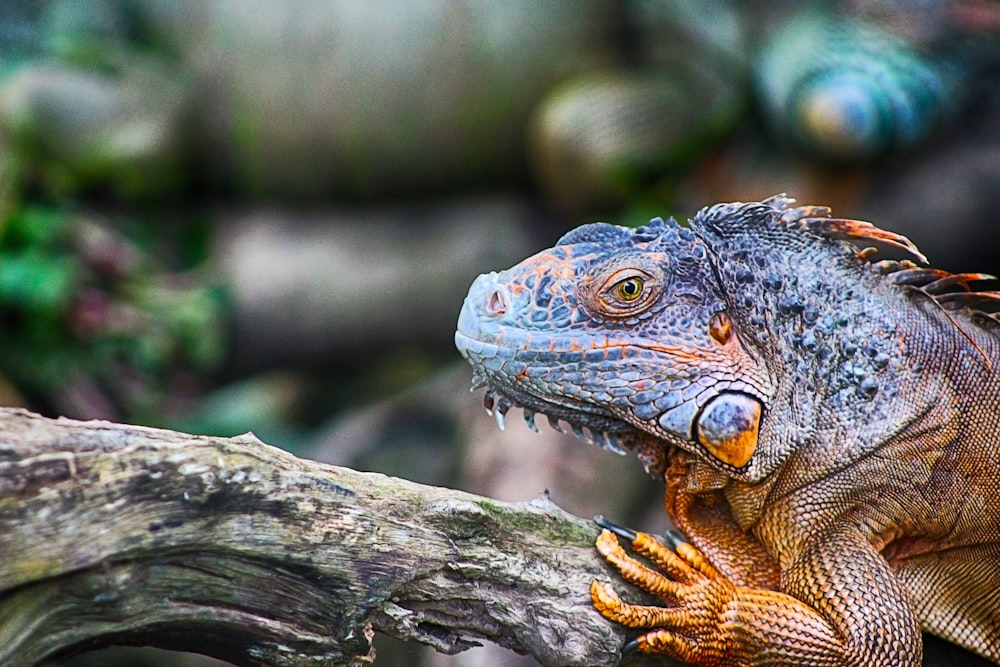 a lizard on a log