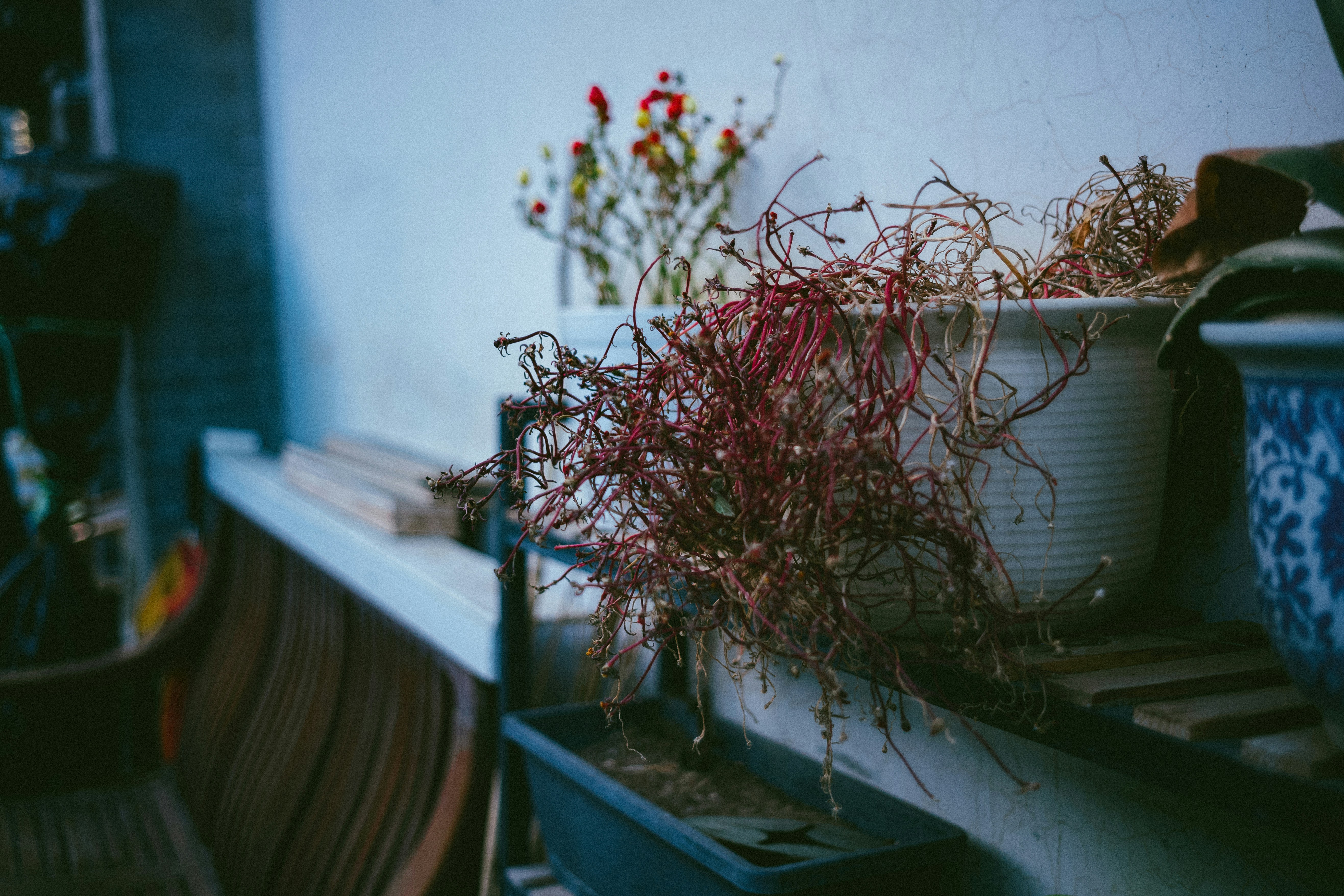 Photo by tommaomaoer