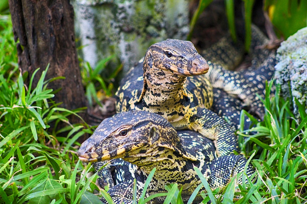 a couple of lizards in the grass