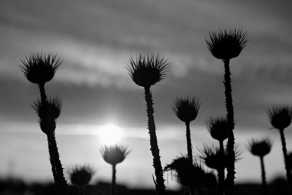 a group of dandelions