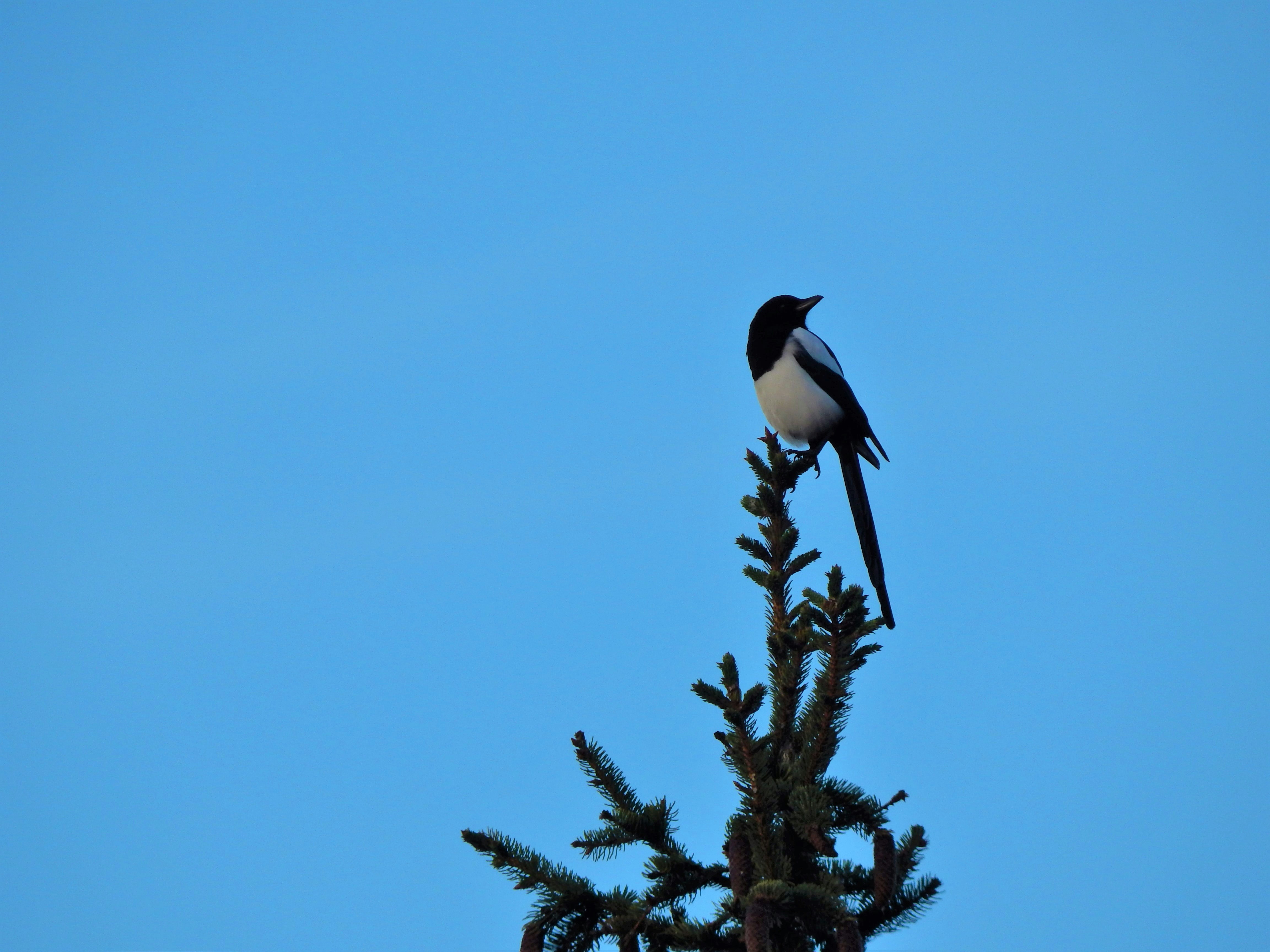 4. Magpies Predict the Future (image credits: unsplash)