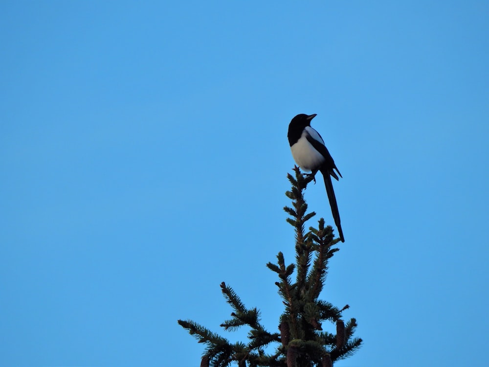 a bird sitting on a tree