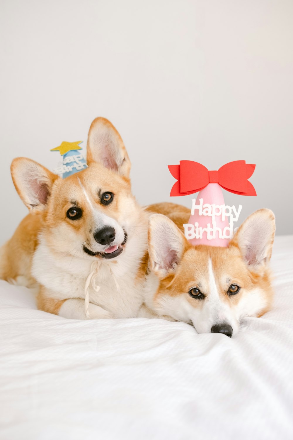 two dogs with red bow ties