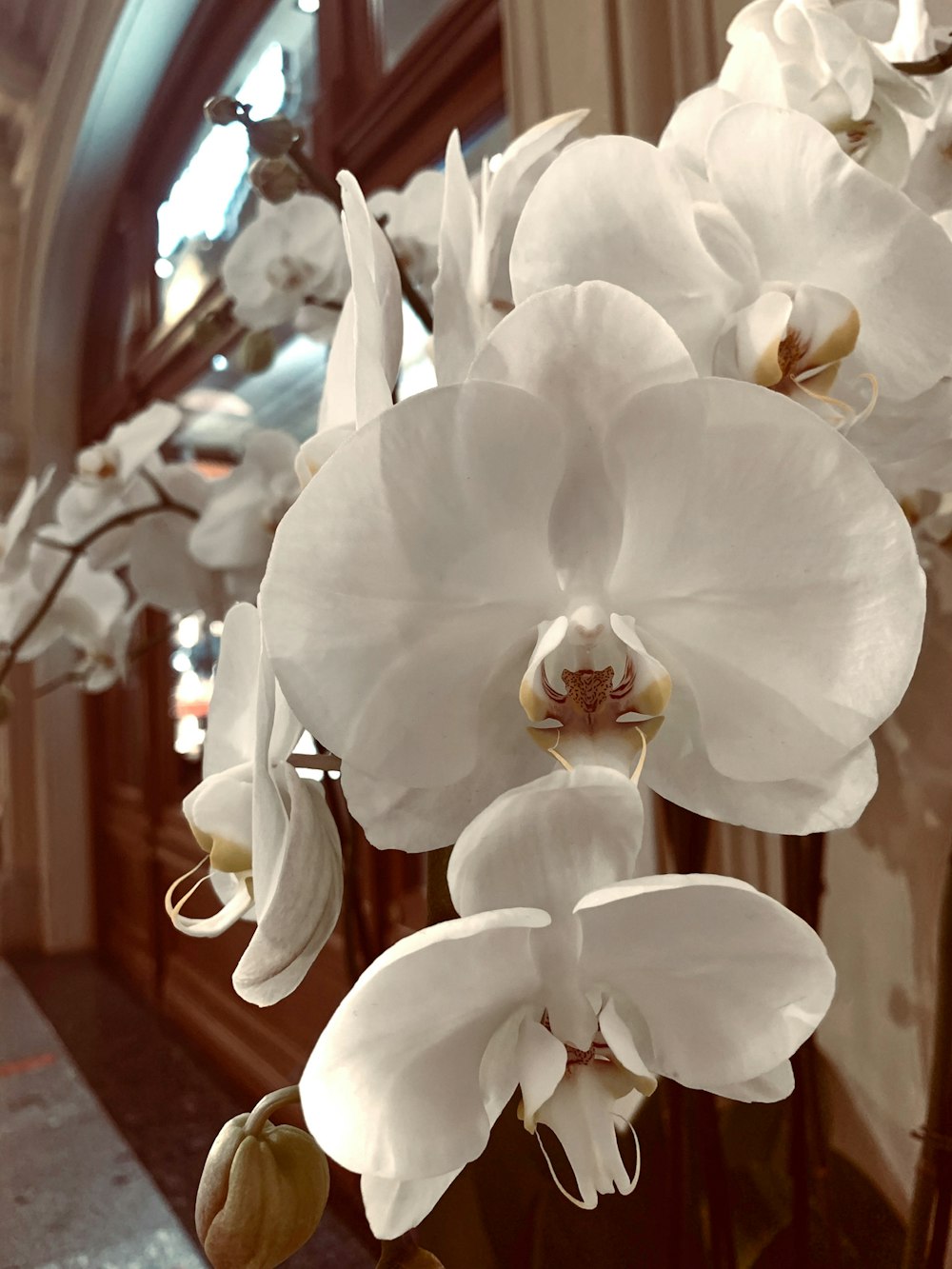 a white flower with a white center