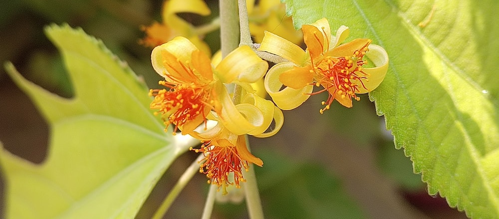 a close up of a flower