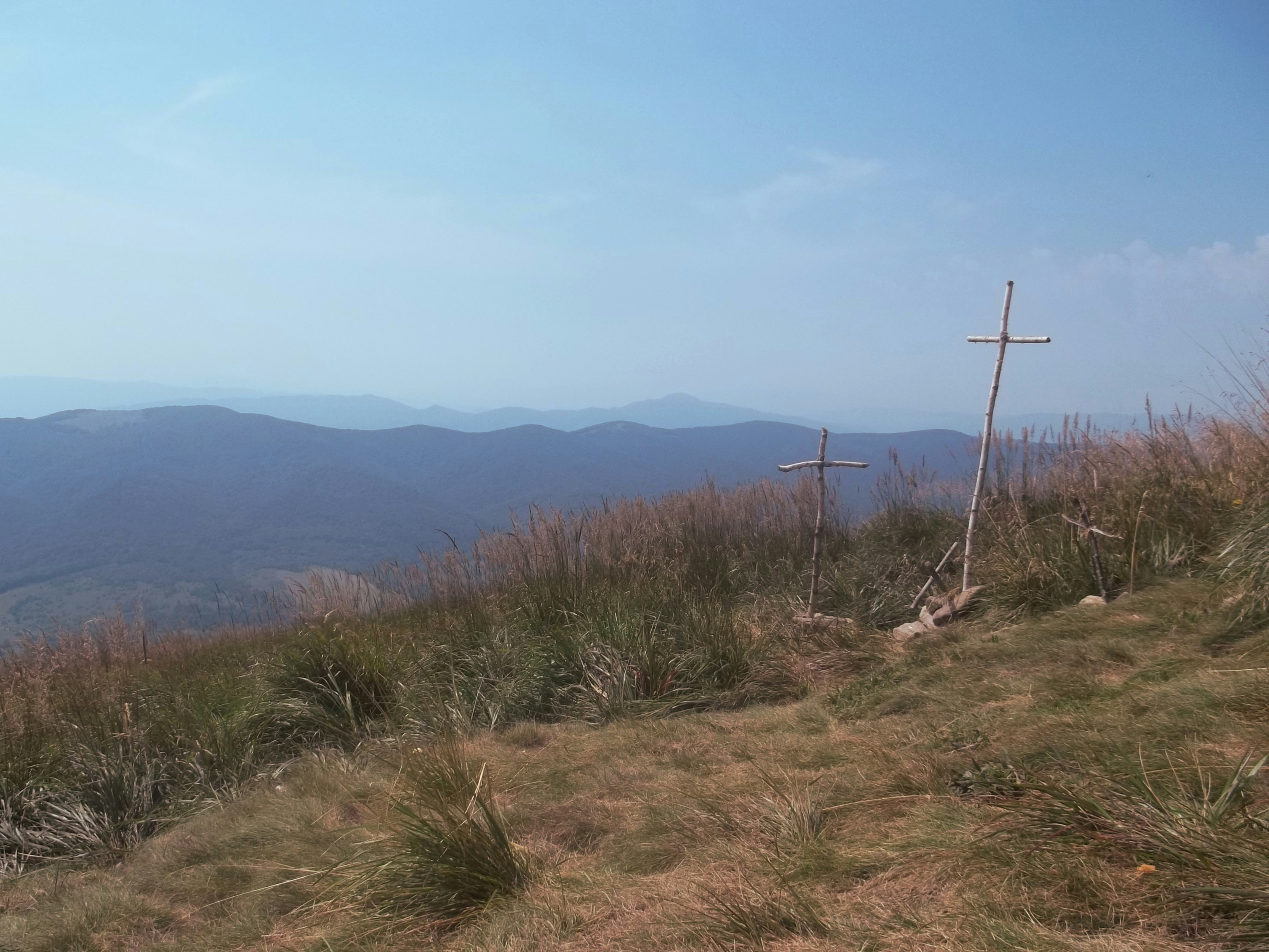a landscape with bushes and trees