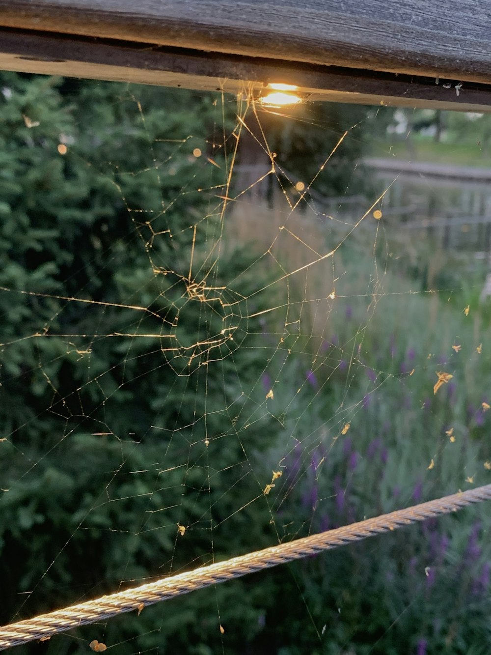 a tree with lights on it