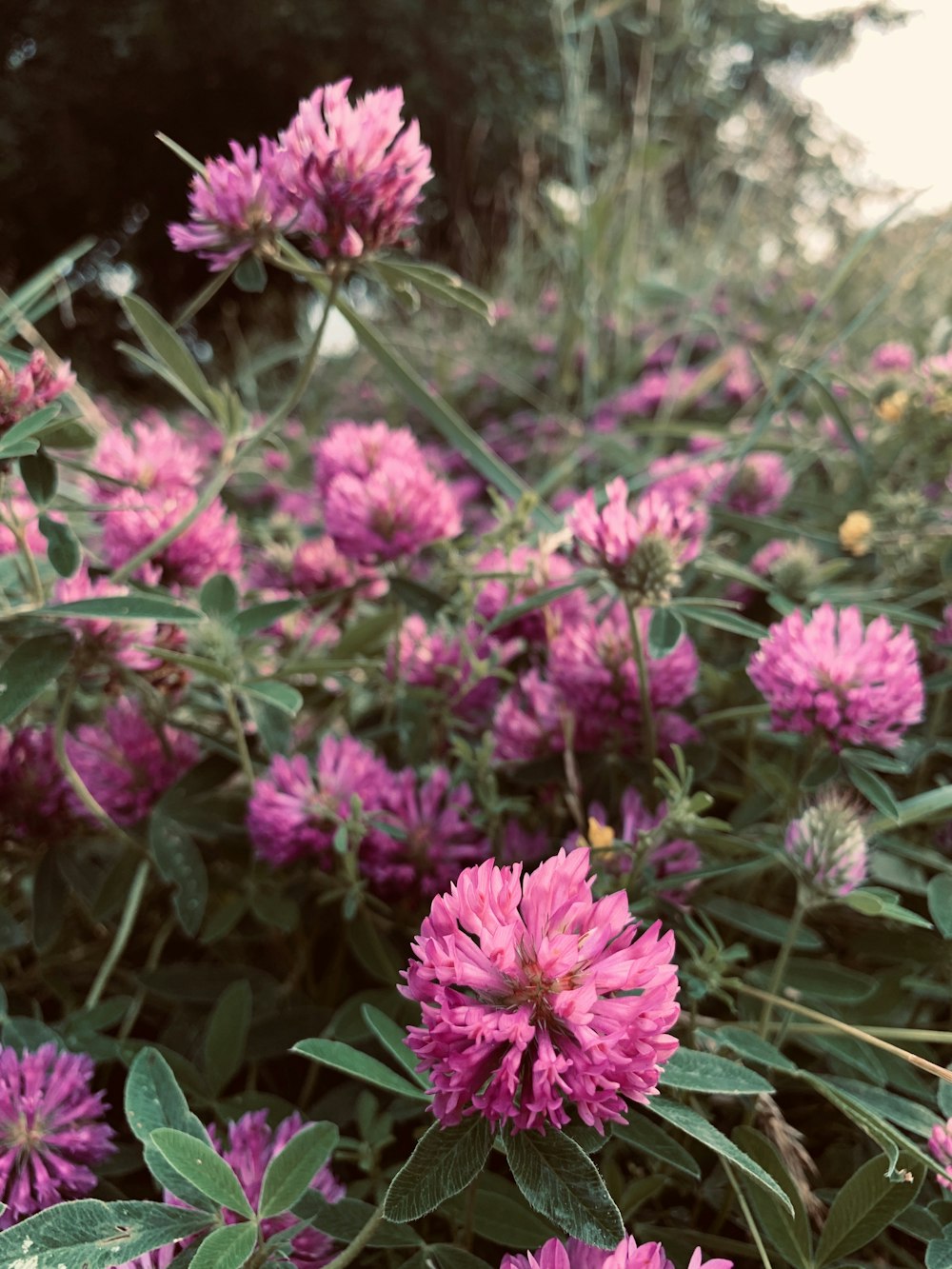 a group of flowers