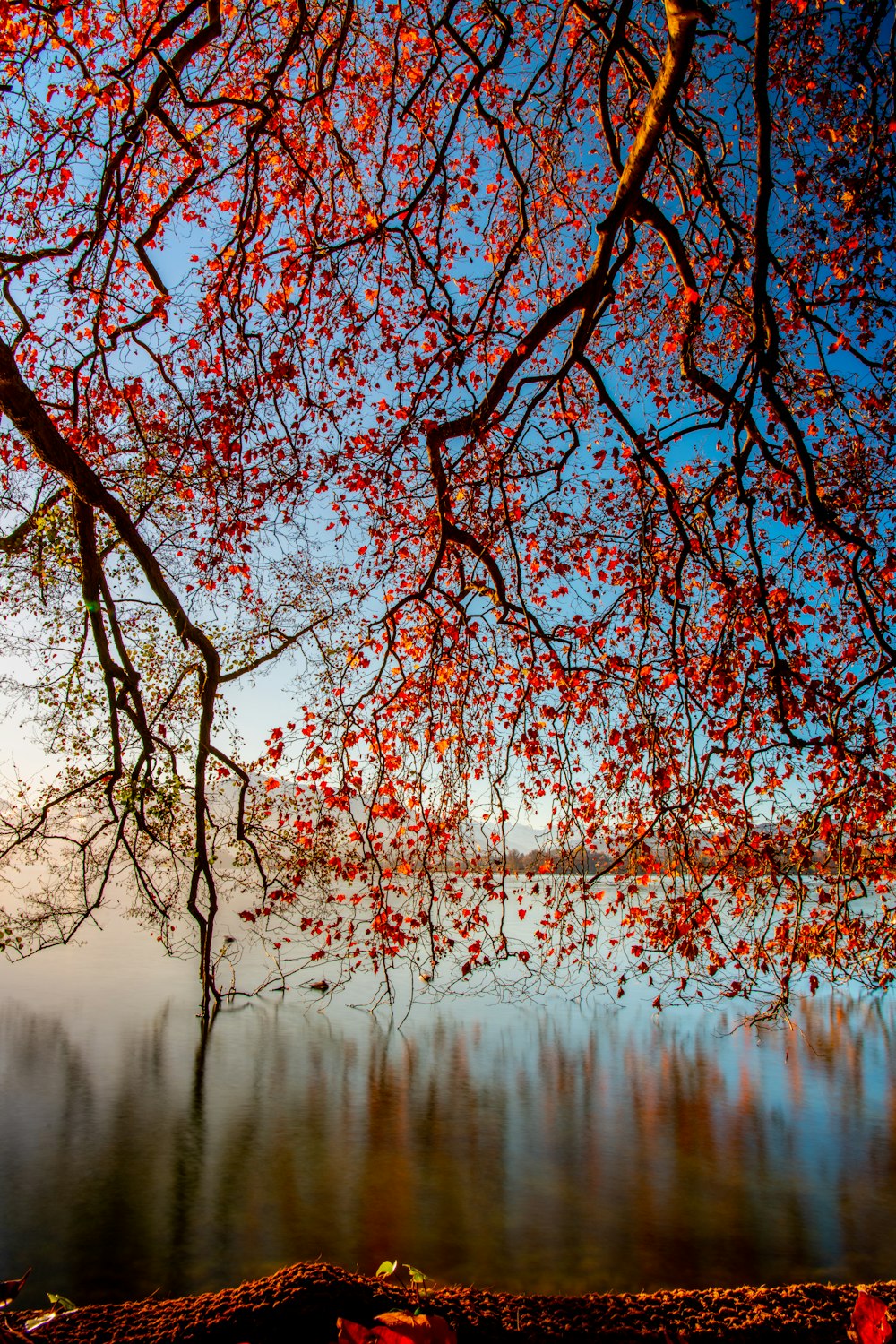 a tree with red leaves