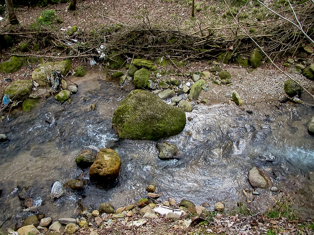 um riacho com rochas e plantas