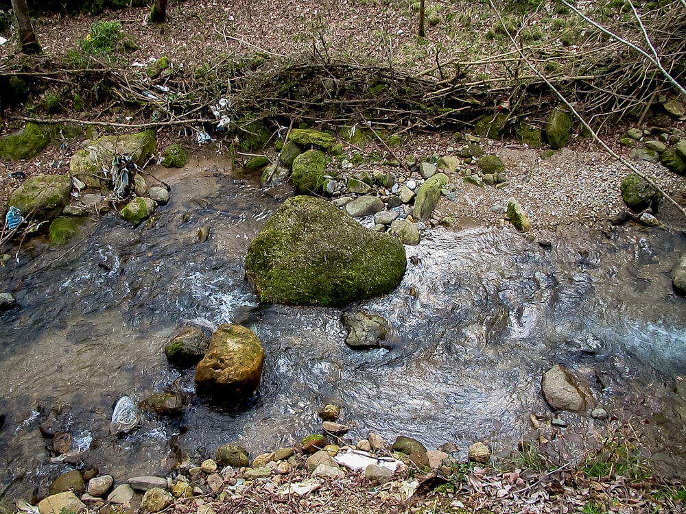 a stream with rocks and plants