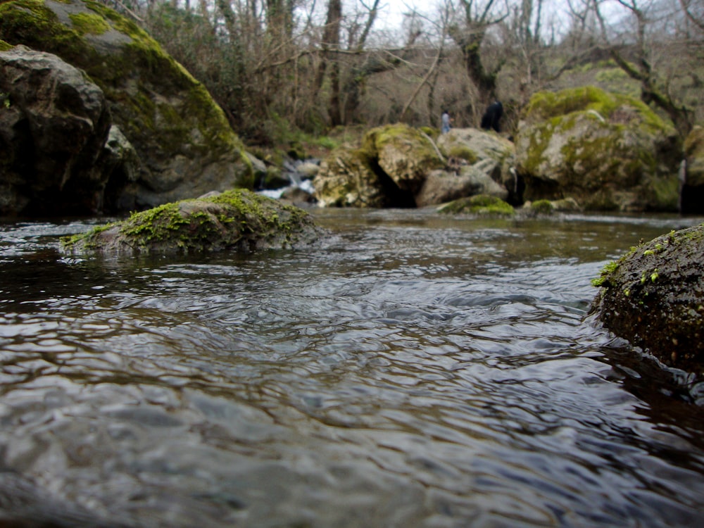 Un fiume con rocce e alberi