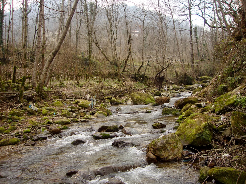 un ruscello con rocce e alberi