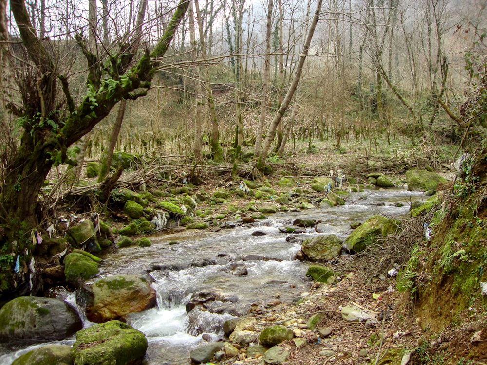 um riacho em uma floresta