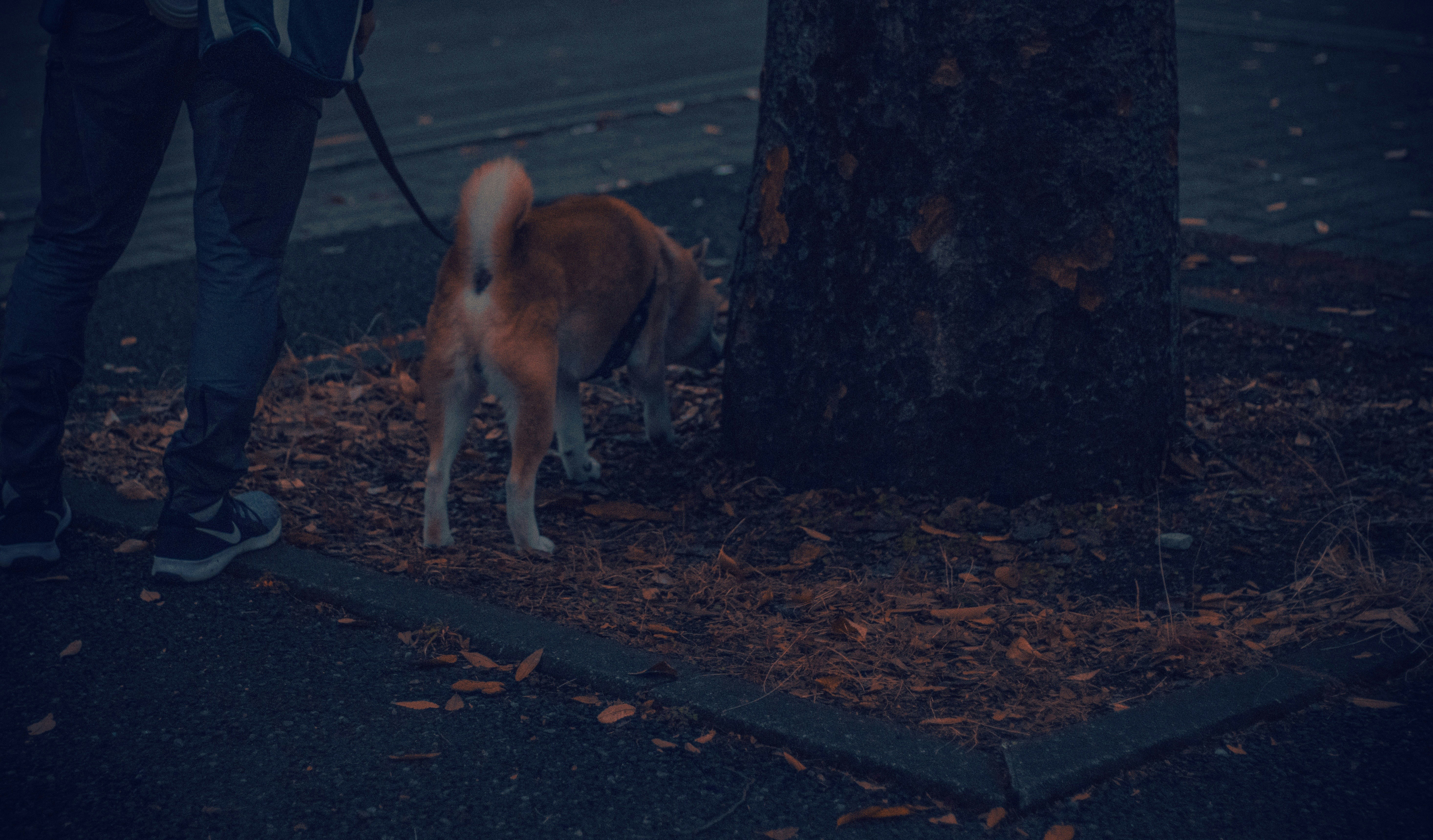 Understanding Your Dog’s Post-Walk Behavior