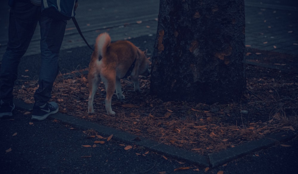 a dog on a leash