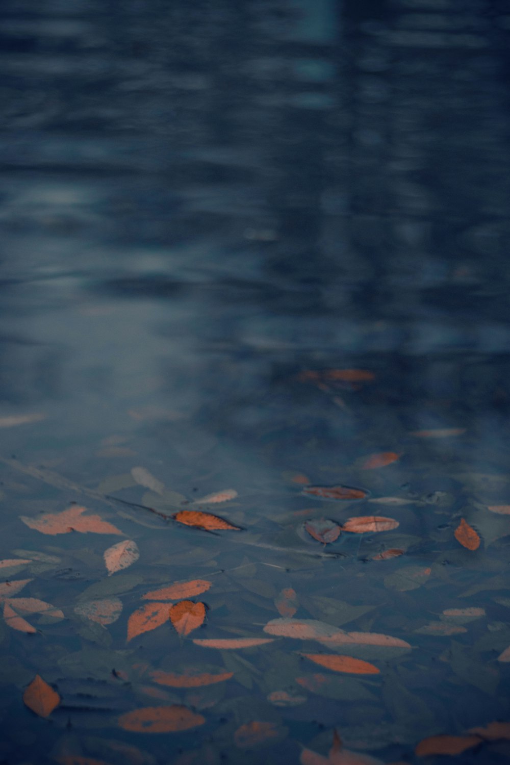 a school of fish swimming in the water