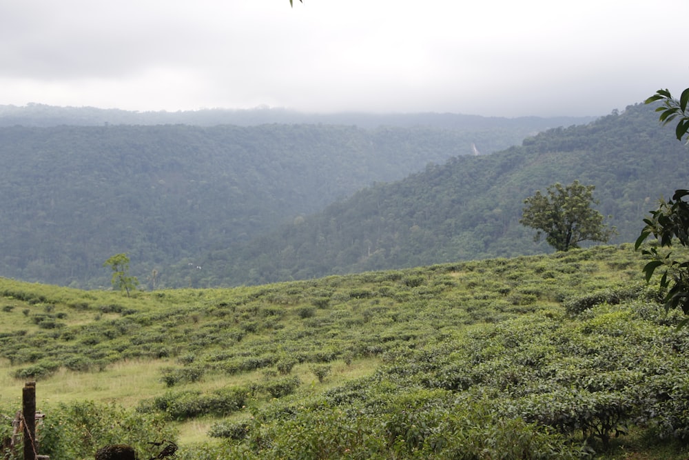 a grassy hill with trees on it