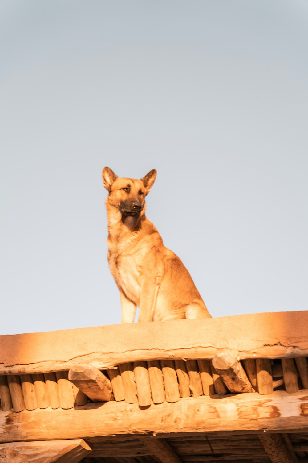 um cão sentado em um telhado