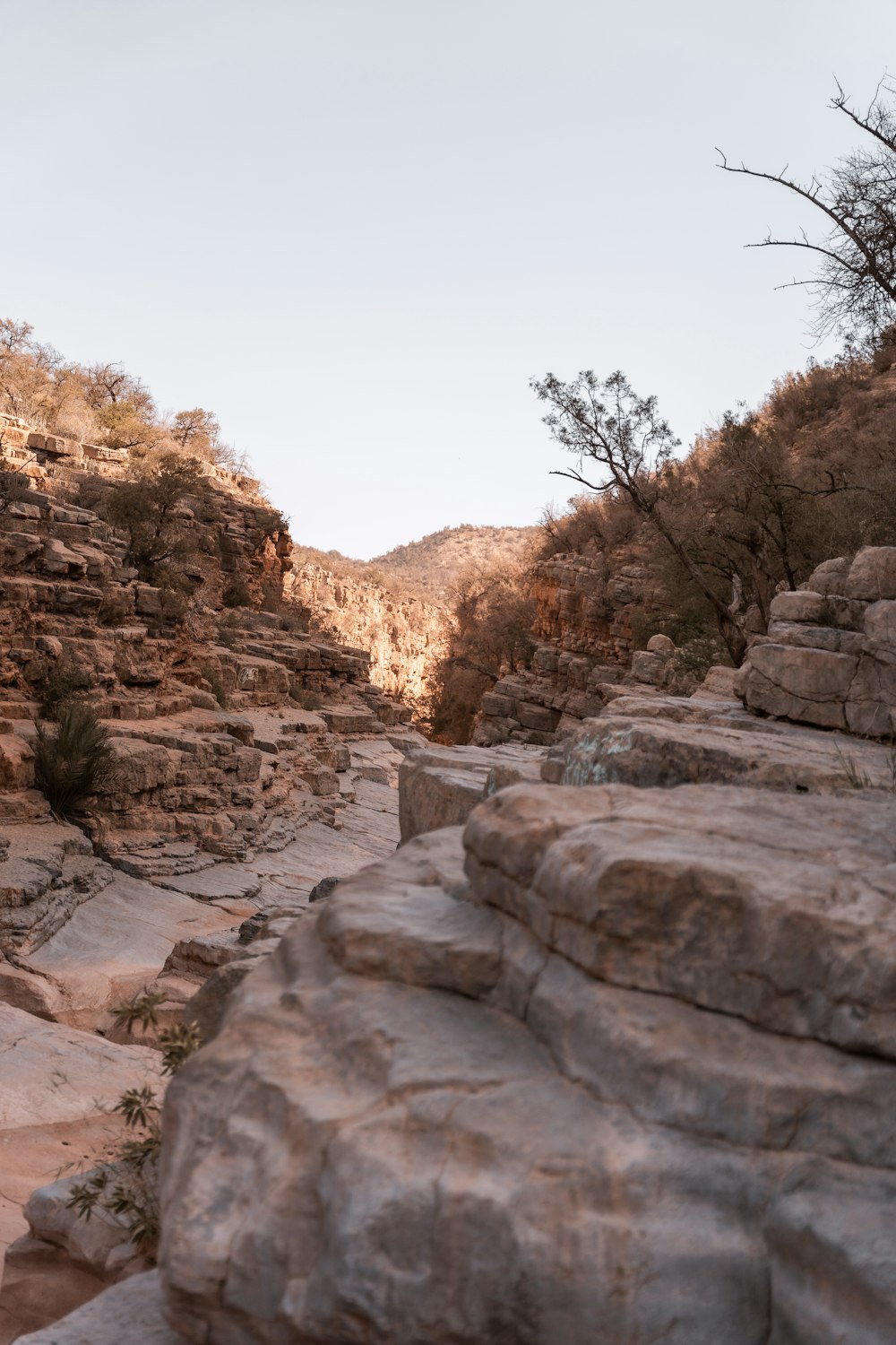 a rocky area with trees