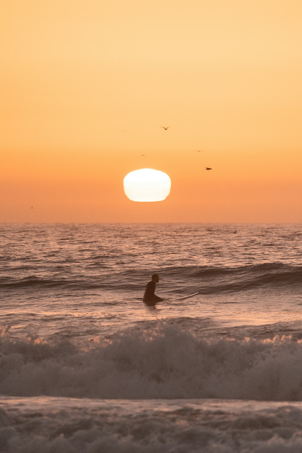 a bird in the water