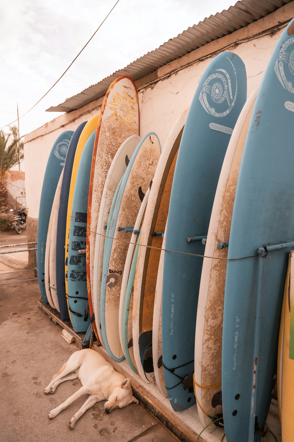 a dog lying next to a row of surfboards