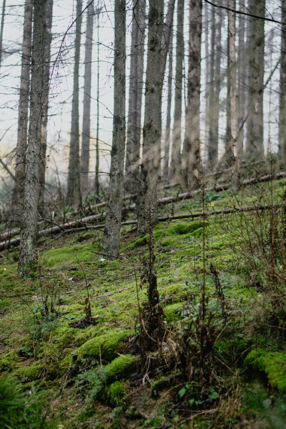 a forest with trees