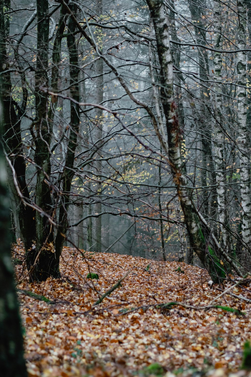 a forest with fallen leaves