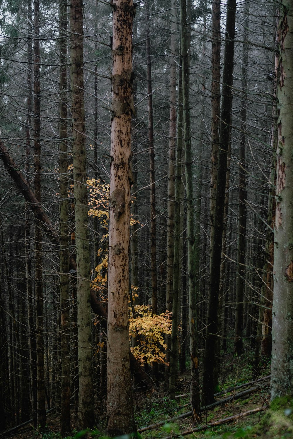 a forest with tall trees