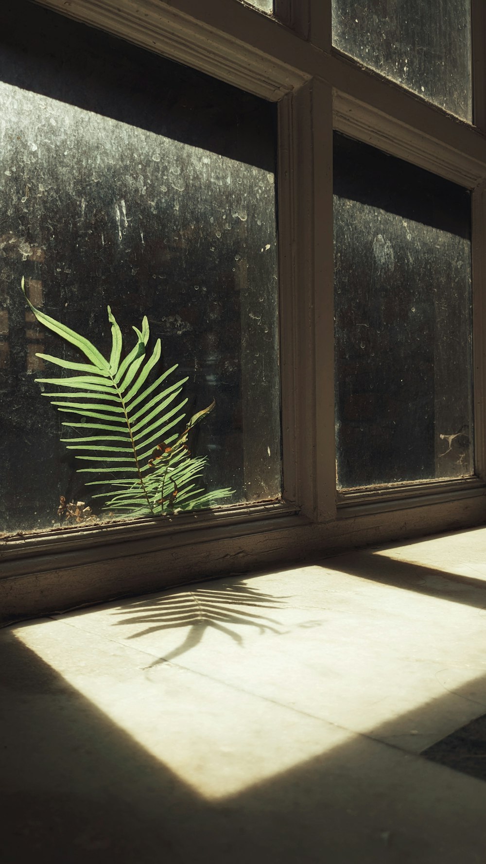 a plant in a window