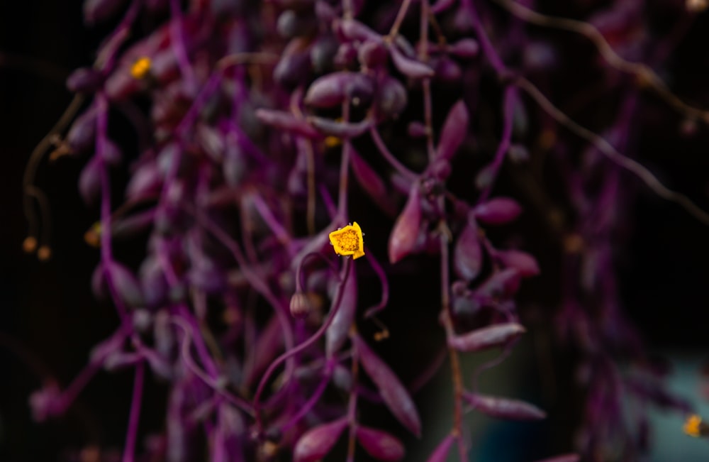 a close up of a purple flower